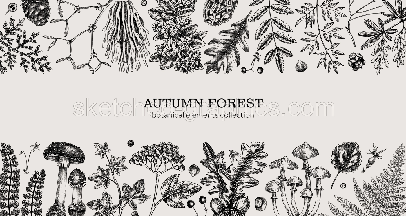 Hand drawn autumn forest background. Vintage banner with ferns, mushrooms, fall leaves and autumn plant sketches. Botanical design template in engraved style for print. Vector illustration Illustration